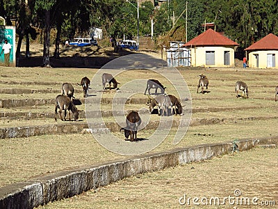 Donkeys in Gondor city of Ethiopia Stock Photo