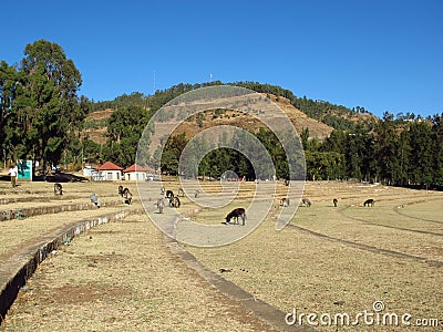 Donkeys in Gondor city of Ethiopia Stock Photo