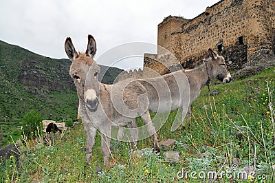 Donkeys are grazing near the fortress Khertvisi Stock Photo