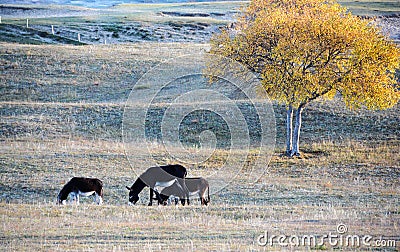 Donkeys grazing on the prairie in autumn Stock Photo