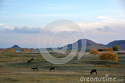 Donkeys grazing on the prairie in autumn Stock Photo