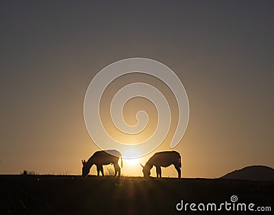 Donkeys grazing at sunset with the sun in the background. Euskadi Stock Photo