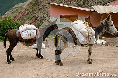 Donkeys in the Maras Salt Mines Stock Photo