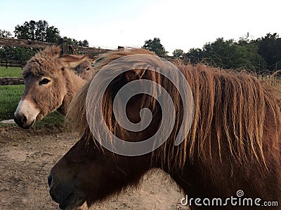 Donkeys in a Paddock Stock Photo