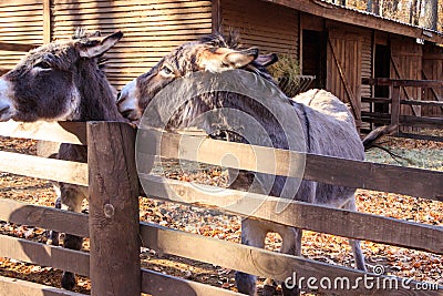Donkeys in a paddock on farmyard Stock Photo