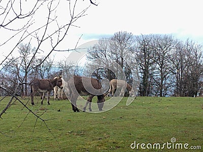 Donkeys are peacefully grazing on a field Stock Photo