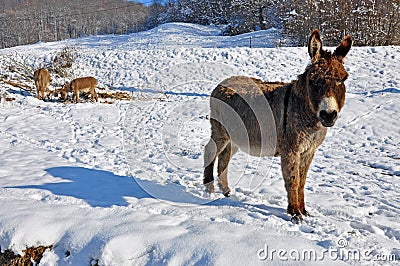 Donkeys on snowy field Stock Photo