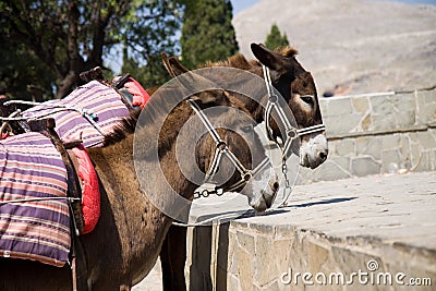 Donkeys Stock Photo