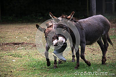 Donkies fighting Stock Photo
