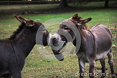 Donkies fighting Stock Photo