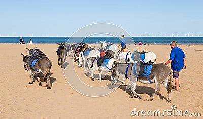 Donkies from Donkey Rides on Skegness Beach, Linclolnshire, England. Editorial Stock Photo