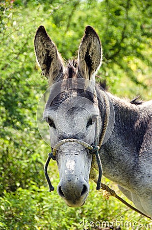 Donky Face Stock Photo