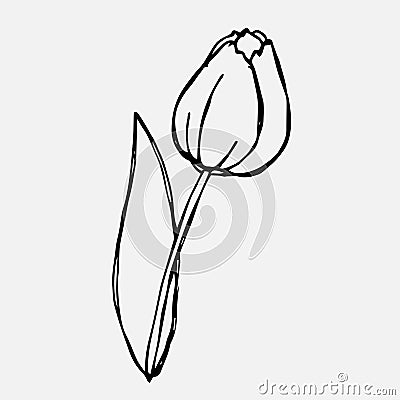 Doodle drawing of a tulip flower. Spring season. Vector floristic illustration Vector Illustration