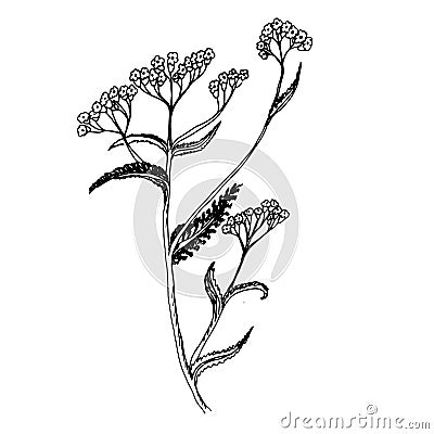 Doodle milfoil of medicinal herb Vector Illustration