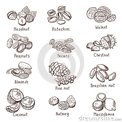 Doodle nuts. Vector hand drawn set isolate on white Vector Illustration