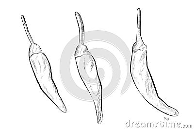 Doodle Outline, Three Small Chili, at White Background Vector Illustration