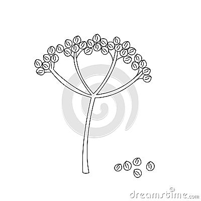 Doodle outline twig coriander seeds. Vector hand-drawn illustration for packing isolated on transparent background Vector Illustration