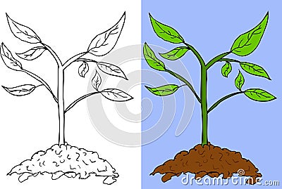 Doodle Small Plant (colorful and outline) Vector Illustration