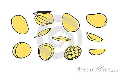 Doodle Tropical Mango . Hand drawn stylish fruit and vegetable. Vector artistic drawing fresh organic food. Summer illustration Vector Illustration