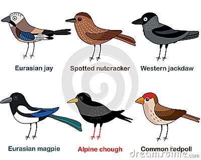 Cute bird vector illustration set, Jay, Nutcracker, Jackdaw, Magpie, Chough, Redpoll Cartoon Illustration