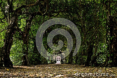 Door in a tunnel of trees Stock Photo