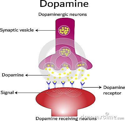 Dopamine, dopamine-receiving neuron and dopamine-producing neuron Vector Illustration