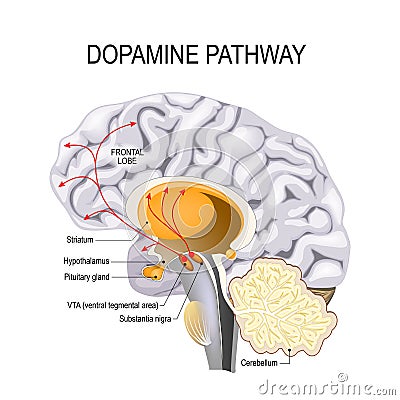 Dopamine hypothesis of schizophrenia Vector Illustration