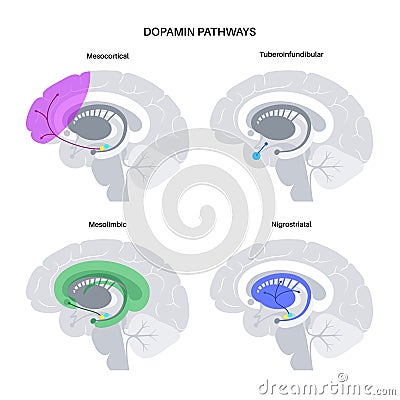 Dopamine pathway concept Vector Illustration