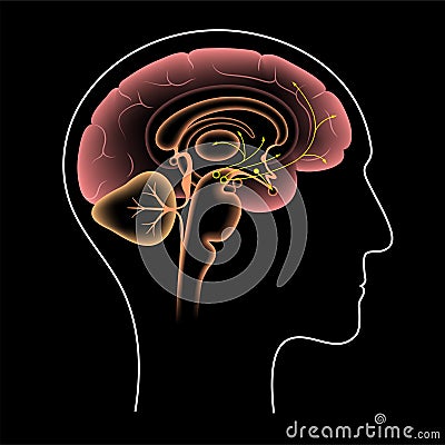 Dopamine pathway concept Vector Illustration