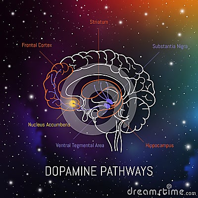 Dopamine pathways in the brain. Neuroscience medical infographic. Striatum, substantia nigra, hippocampus, ventral tegmental area Stock Photo