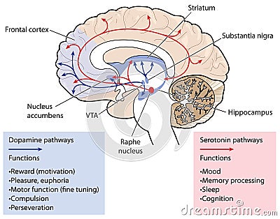 The dopamine and serotonin pathways in the brain Vector Illustration