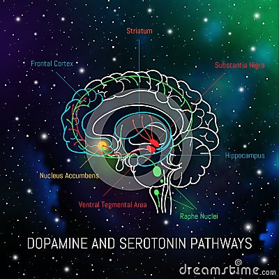 Dopamine and serotonin pathways in the brain. Neuroscience medical infographic. Striatum, substantia nigra, hippocampus Vector Illustration