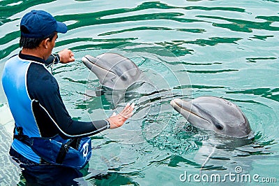 Doplhin kept in captivity in park Puerto Aventuras in Mexico, Yucatan Editorial Stock Photo