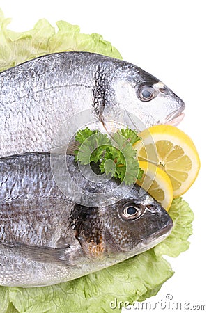 Dorada fish Stock Photo