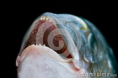 Dorada fish head Stock Photo