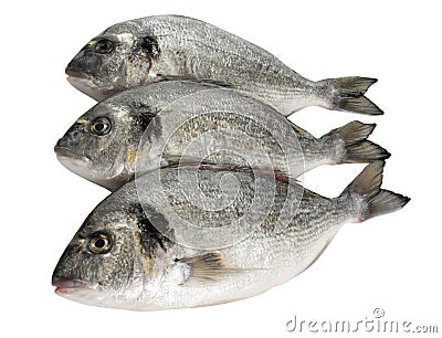 Dorade fish Stock Photo