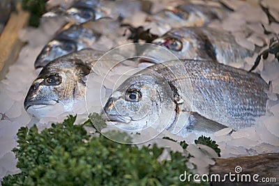 Dorade at fish market, Stock Photo