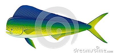 Dorado fish Vector Illustration