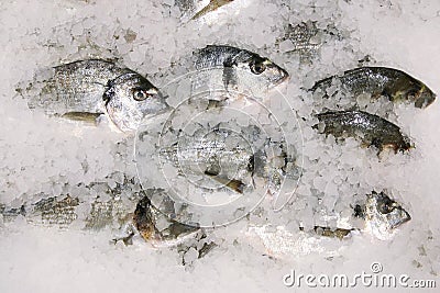 Dorado fish on ice. fresh sparus fish on ice top view Stock Photo