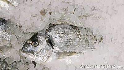 Dorado fish on ice. fresh sparus fish on ice top view Stock Photo