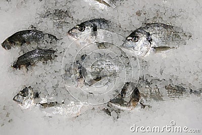 Dorado fish on ice. fresh sparus fish on ice top view Stock Photo