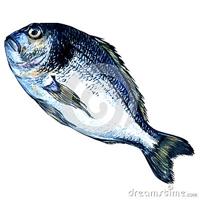 Dorado fish on white background Stock Photo