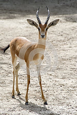 Dorcas Gazelle Stock Photo