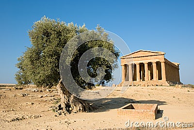 Doric temple of Concordia with olive tree Stock Photo