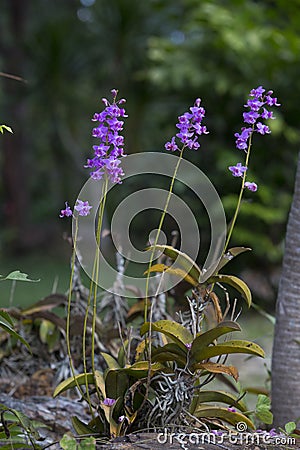 Doritis pulcherrima Stock Photo