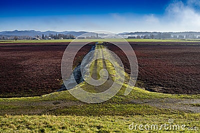 Dormant cranberry fields in Langley British Columbia Stock Photo