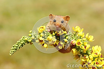 Dormouse on flower Stock Photo