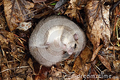 Dormouse sleeping Stock Photo