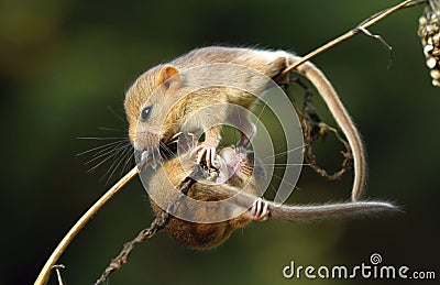 Dormouses on stalk Stock Photo