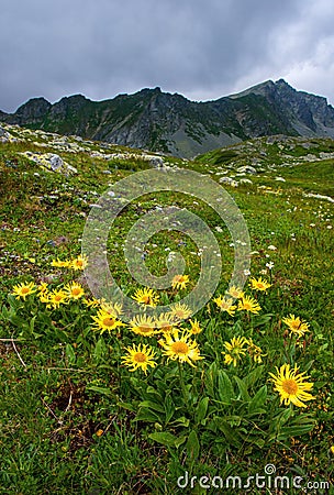 Doronicum austriacum blooming flowers plants on the slope in the mountains. Stock Photo